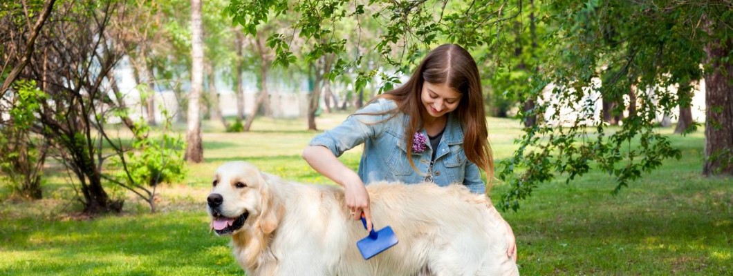 Köpek Nasıl Temizlenir